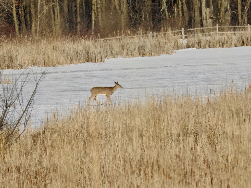 Deer crossing by amyk