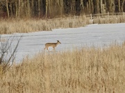 22nd Feb 2019 - Deer crossing