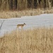Deer crossing by amyk