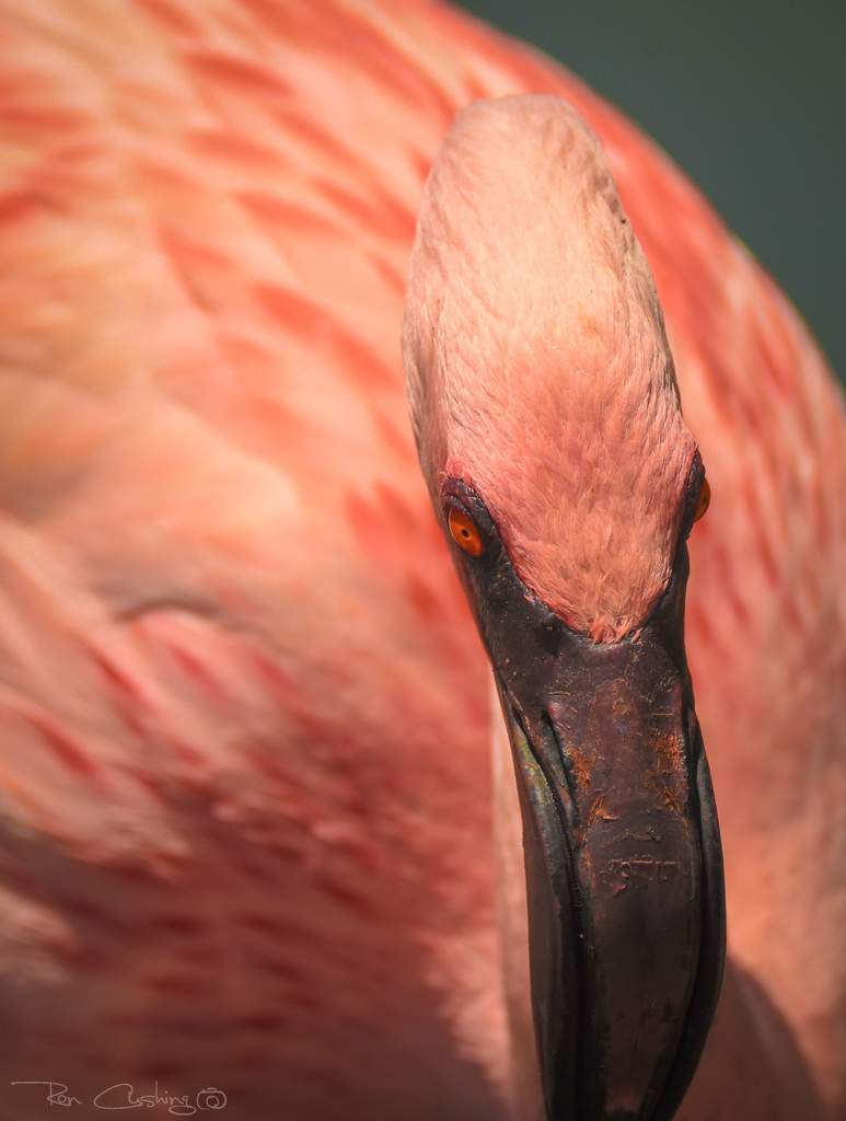 Flamingo Friday '19 09 by stray_shooter