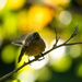 Fantail in the Evening by yaorenliu