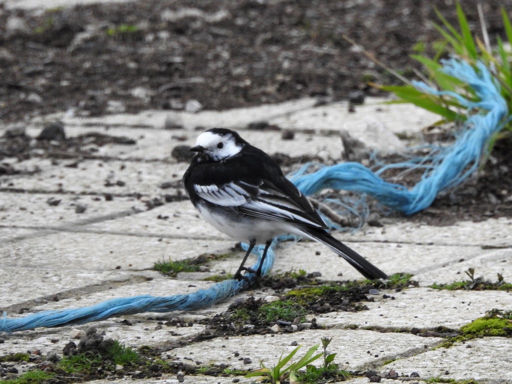 Pied Wagtail by oldjosh