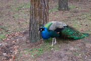18th Feb 2019 - Free Range Peacock
