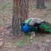 Free Range Peacock by davemockford