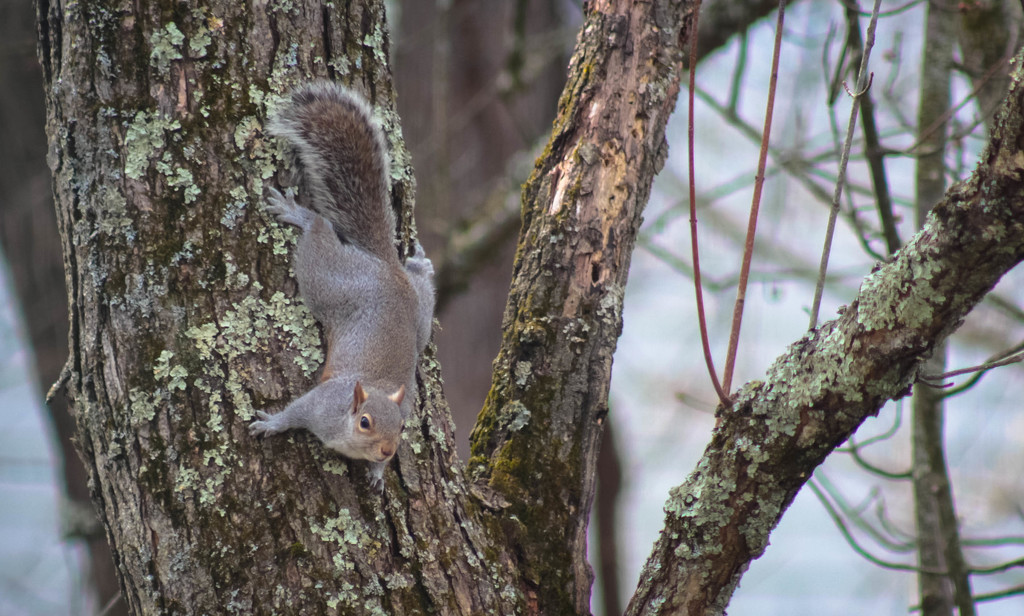 A squirrel in the tree by mittens