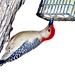 Red Bellied Woodpecker by lynnz
