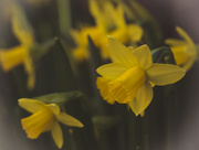 23rd Feb 2019 - Daffodil