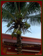 23rd Jan 2019 - Coconut Palm