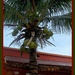 Coconut Palm by vernabeth
