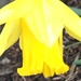 Daffodil Flower 1st of the year by cataylor41