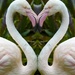 Flamingo heART by sugarmuser