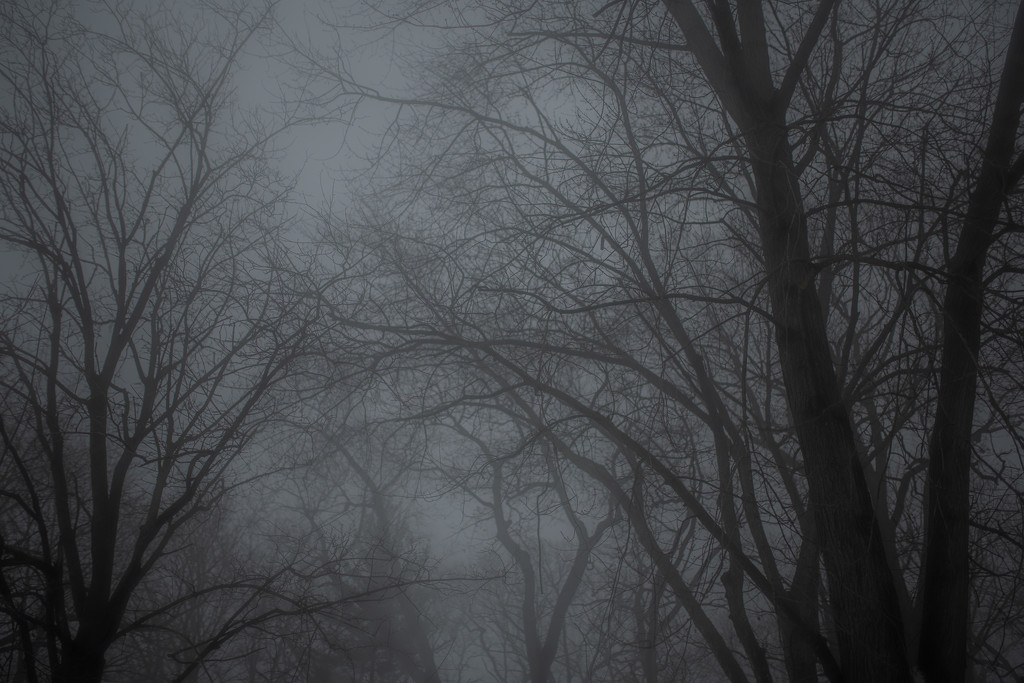 blanket of fog by vankrey
