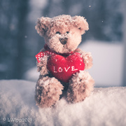 23rd Feb 2019 - Bearly Snowing 