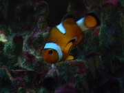 23rd Feb 2019 - Clown Fish at Sushi Nine