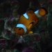 Clown Fish at Sushi Nine by sfeldphotos
