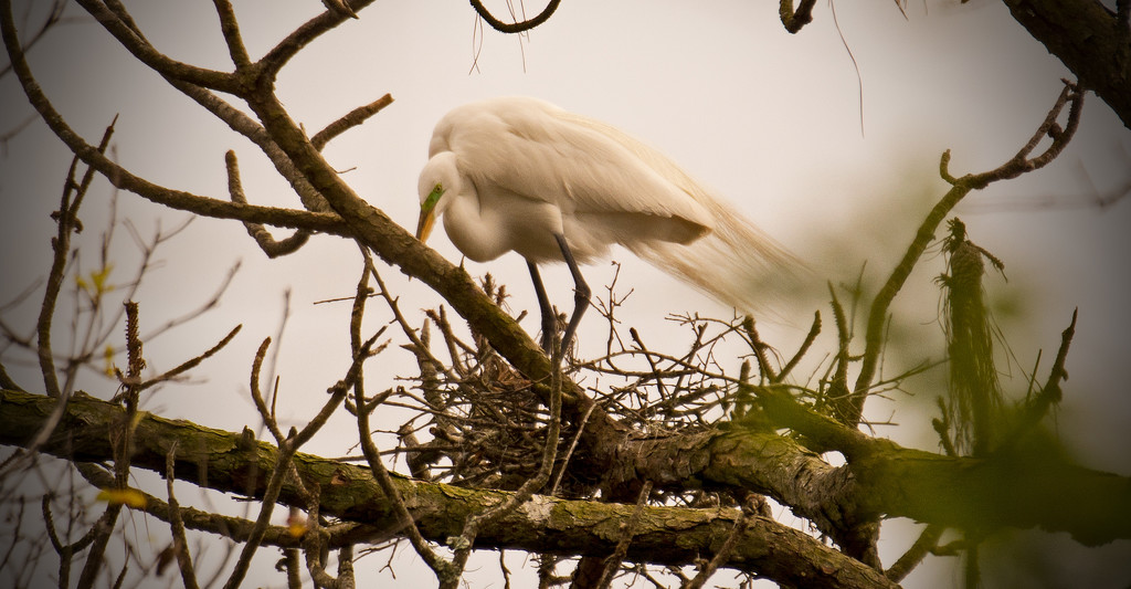 Lady Egret Building a Nest! by rickster549