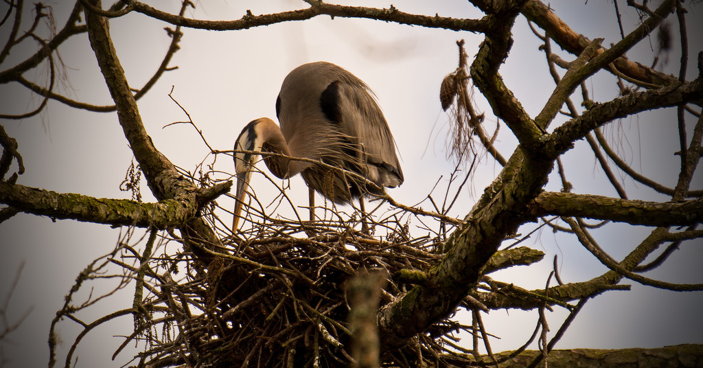 Blue Heron Continues to Straighten The Nest! by rickster549