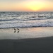 Sandpipers and sunset by loweygrace