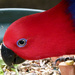 Female Eclectus Parrot  by onewing