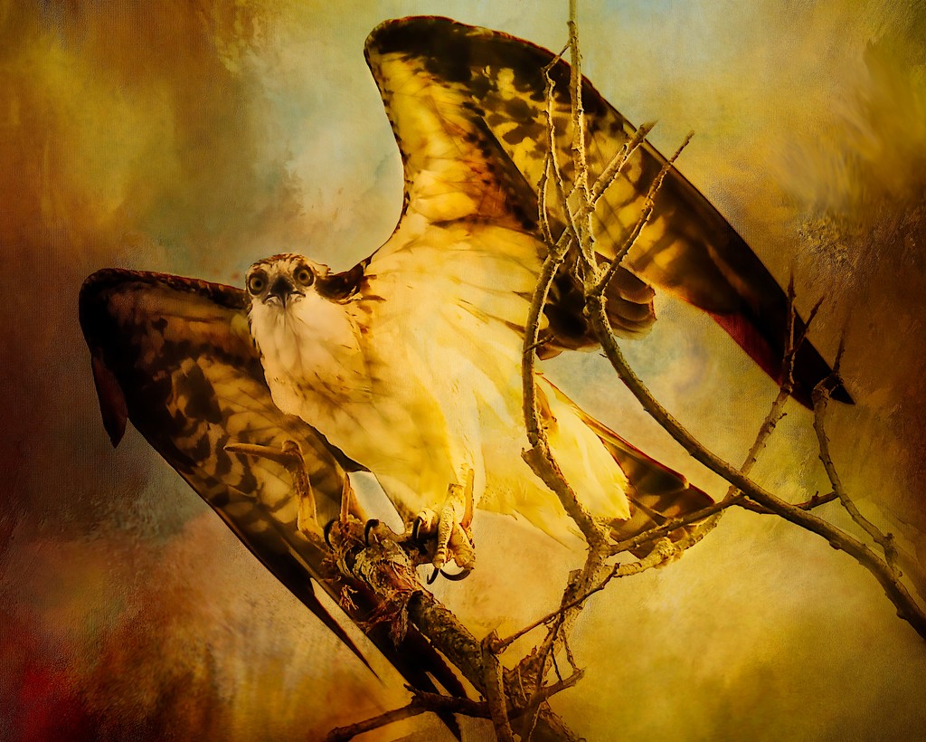 Red Tail Hawk  by joysfocus