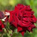 Roses Are Red _DSC6432 by merrelyn