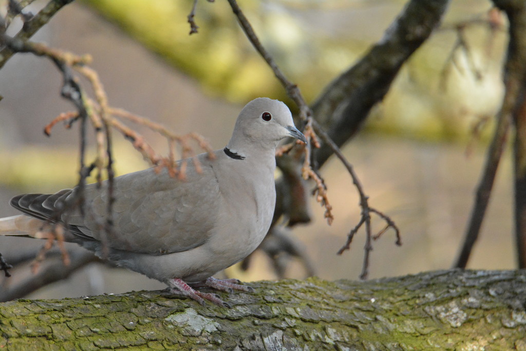 Collared Dove........ by ziggy77