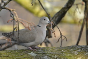 24th Feb 2019 - Collared Dove........