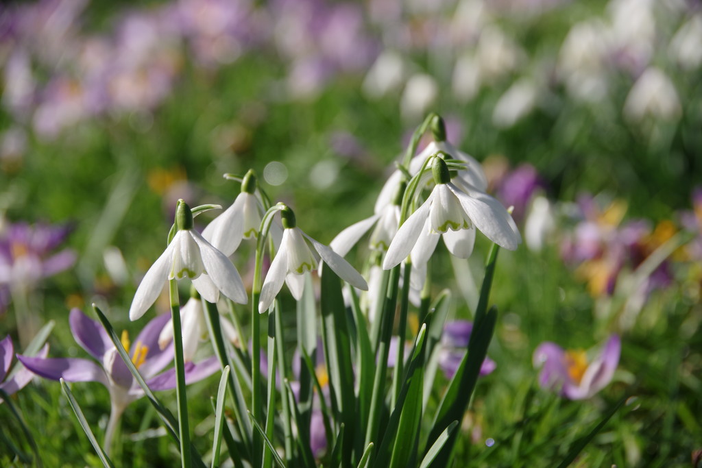 Snowdrops and Crocusses by 30pics4jackiesdiamond