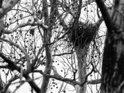 22nd Feb 2019 - Hawk's nest in black and white