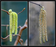24th Feb 2019 - Catkins are out