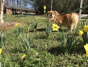 22nd Feb 2019 - Daffodils 