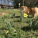 Daffodils  by gratitudeyear