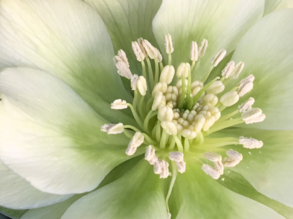 Hellebore Flower by cataylor41