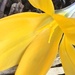 Crocus Flower  by cataylor41