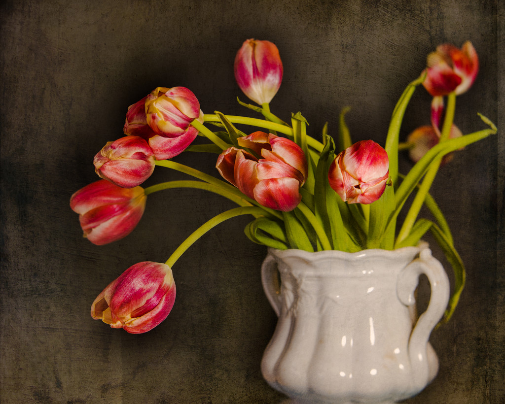 This week's tulips by jernst1779