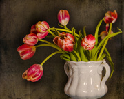 24th Feb 2019 - This week's tulips