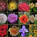 Collage Of My Flower Photos ~ by happysnaps