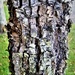 Old Tree Trunk ~ by happysnaps