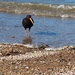 Oyster catcher Paihia by Dawn