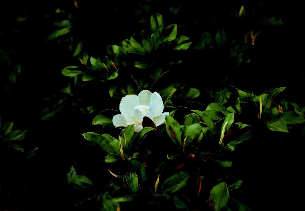 Magnolia by maggiemae