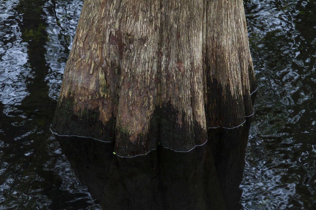 Cypress by kvphoto