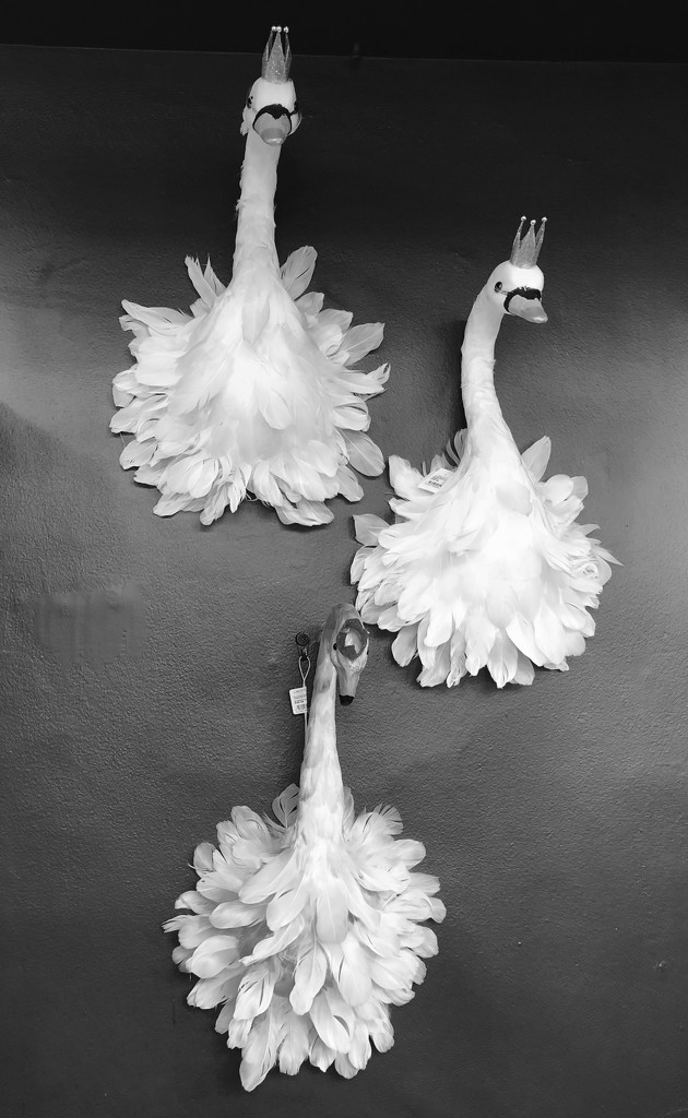 Swan  by brigette