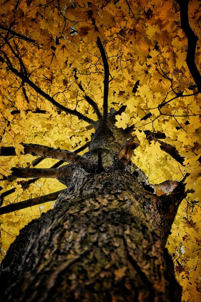 Fall Gold by yentlski