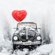 24th Feb 2019 - The Love Bug 