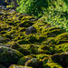 Moss in the Morning Light by taffy