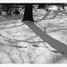 Tree Shadows by mcsiegle
