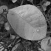 Leaf by mcsiegle