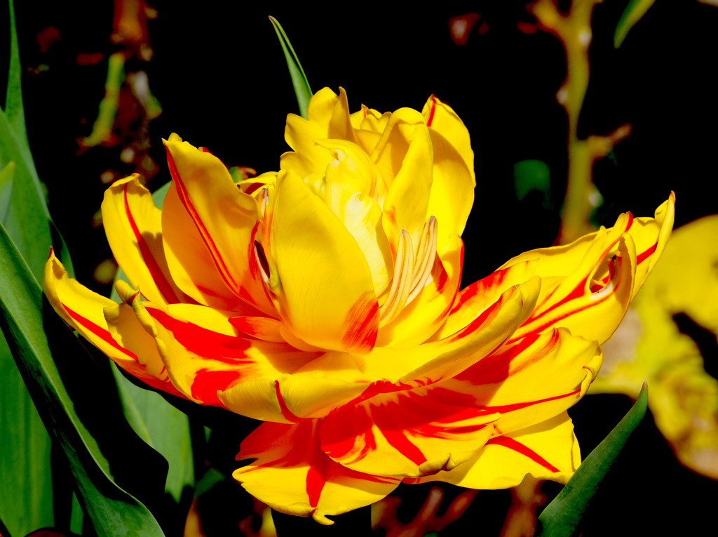 Yellow and Red Unfurled by redy4et
