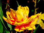 23rd Feb 2019 - Yellow and Red Unfurled