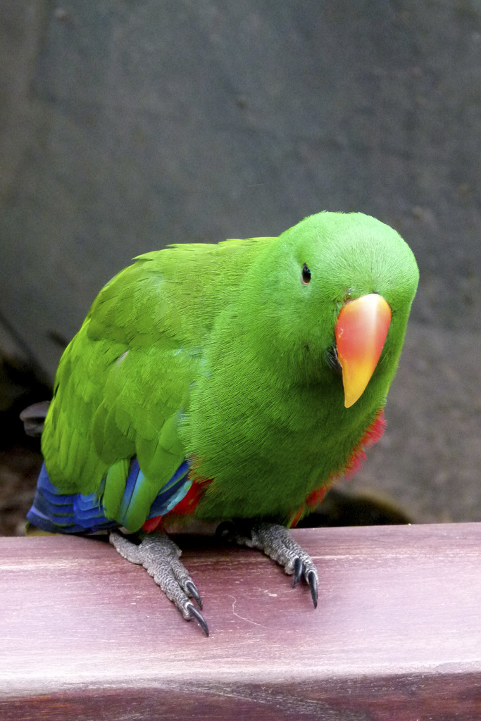 Male Eclectus Parrot by onewing